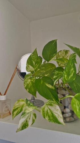 Villa Regina Apartment | Apart Origenes