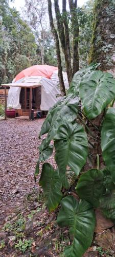 Linha 40 Other | Geodésica - Quarto em meio a natureza - Caxias do Sul