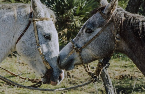 San Pedro Norte Cottage | A house in the countryside, surrounded by nature, with horses.