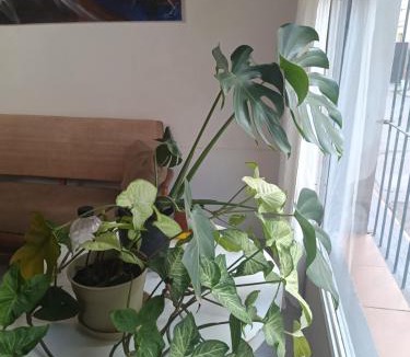 Trelew Apartment | La casa de Napoli