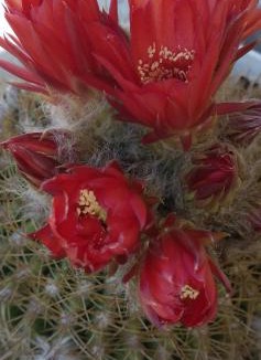 El Mollar House | Los Cactus