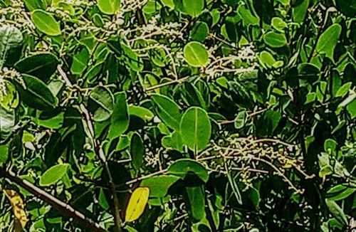 Maxaranguape Apartment | Mangue em flor