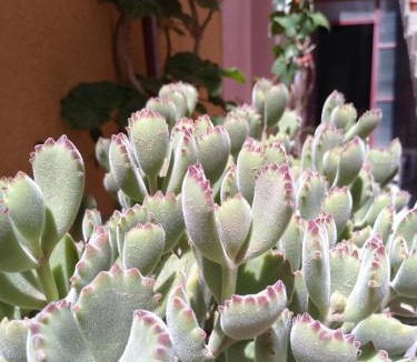 La Quiaca Bed & Breakfast | Tetet's House
