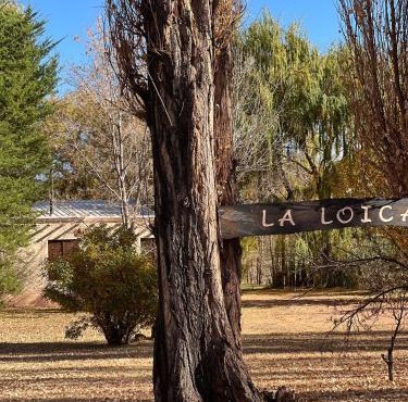 La Loica