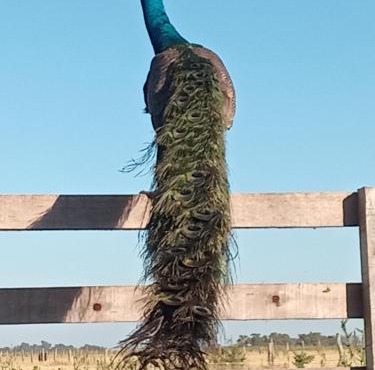 La Pancha