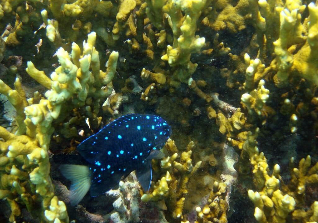Photo of Others in Ponta da Terra