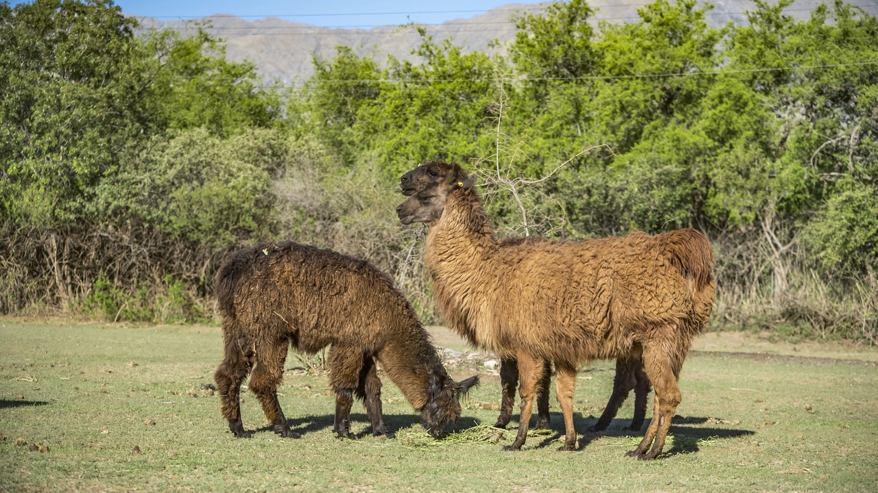 Photo of Others in Yacanto