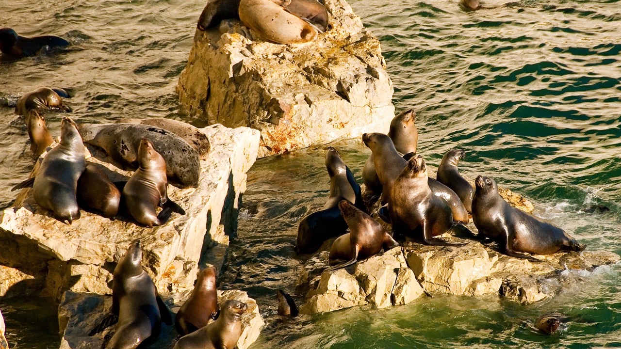 Photo of Others in Puerto Madryn