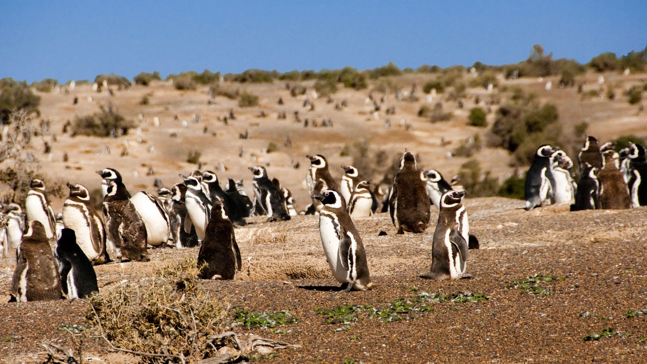 Photo of Others in Puerto Madryn