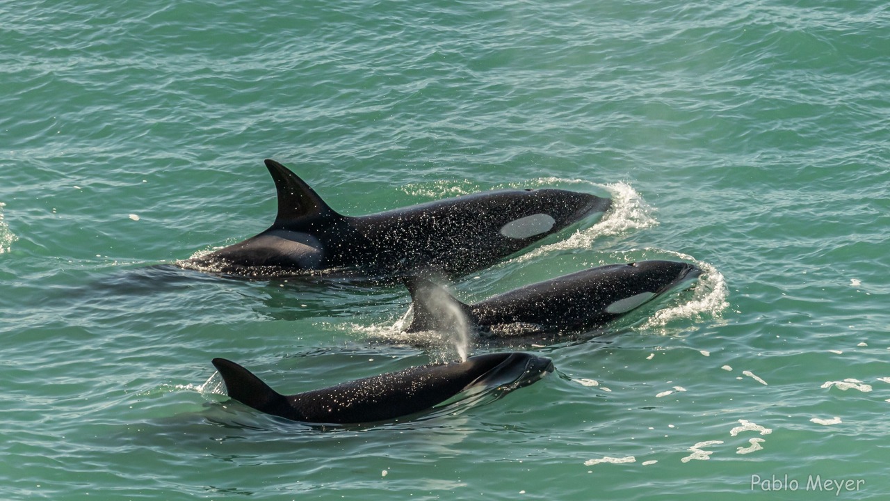 Photo of Others in Punta Delgada