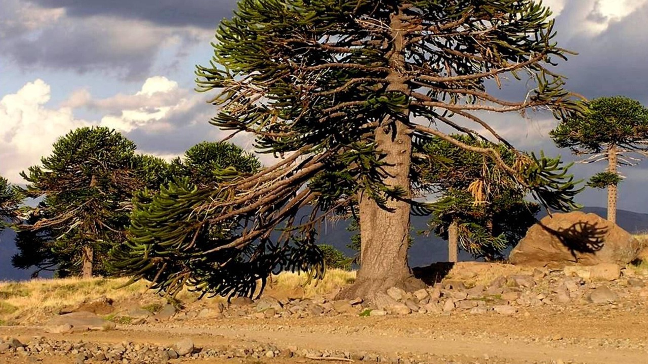 Photo of Outdoor in Caviahue