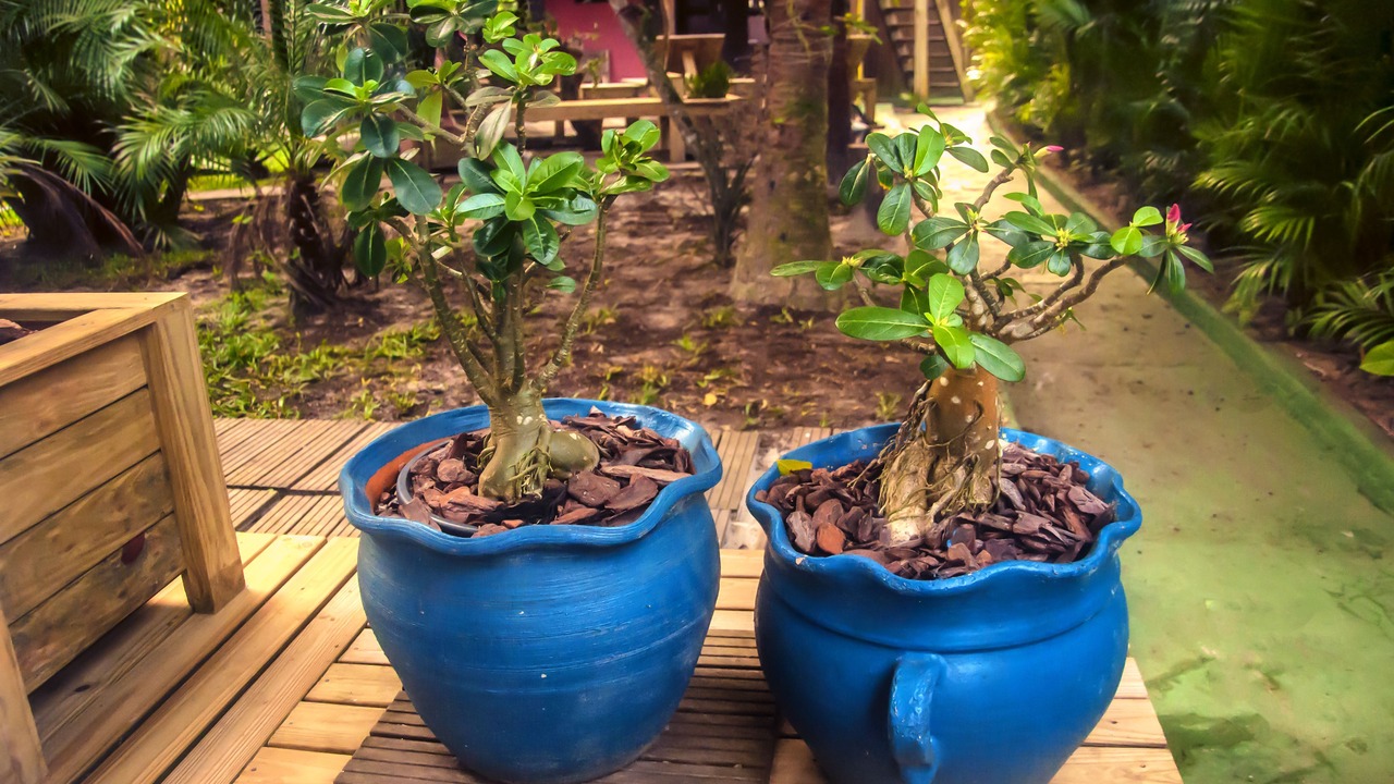 Photo of Outdoor in Paranagua