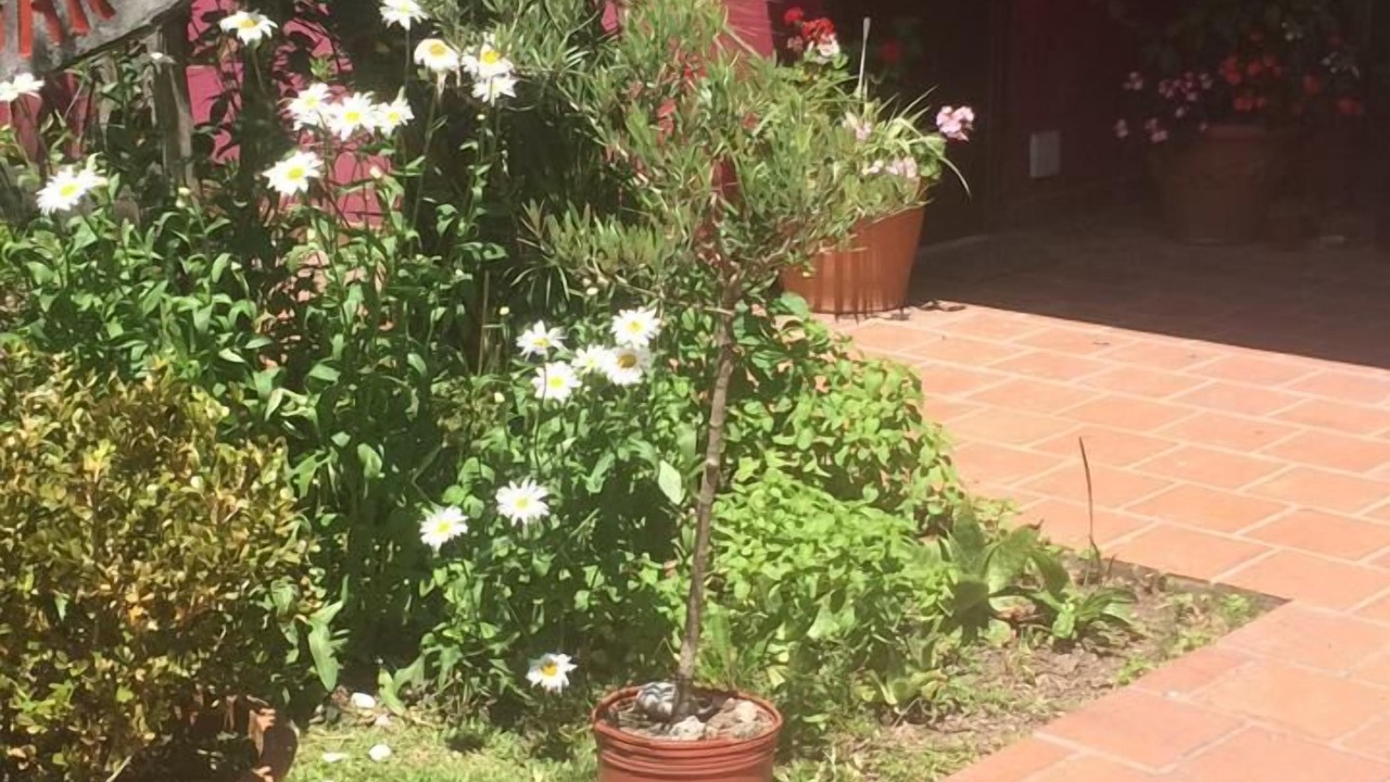 Photo of Patio Balcony in Dique Lujan