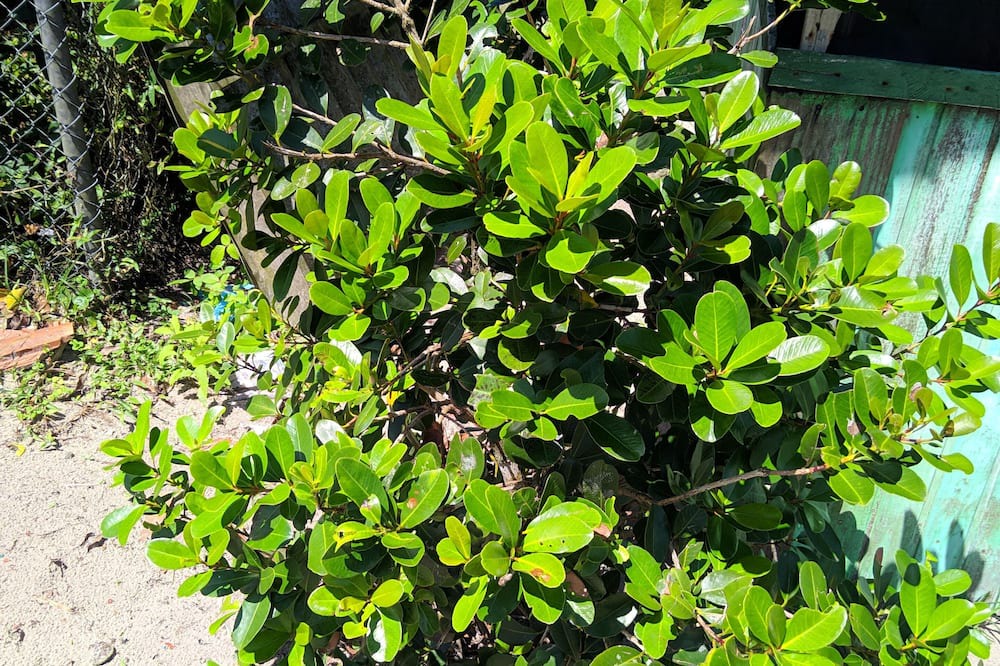 Photo of Outdoor in Ilha do Superagui