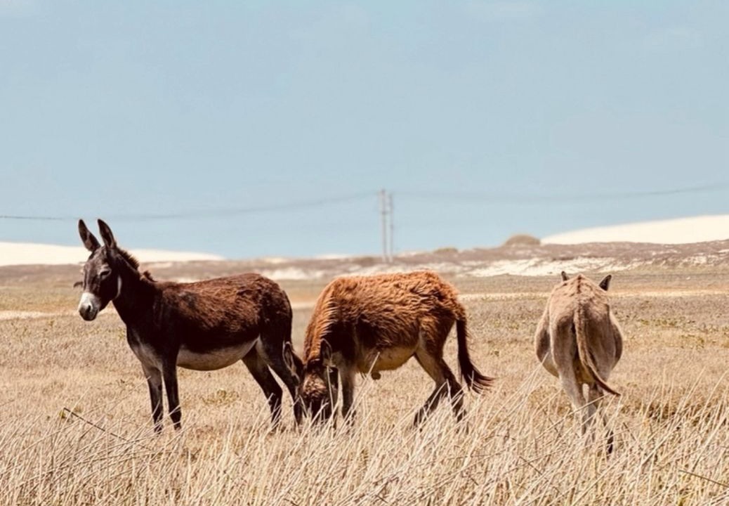 Photo of Others in Caicara