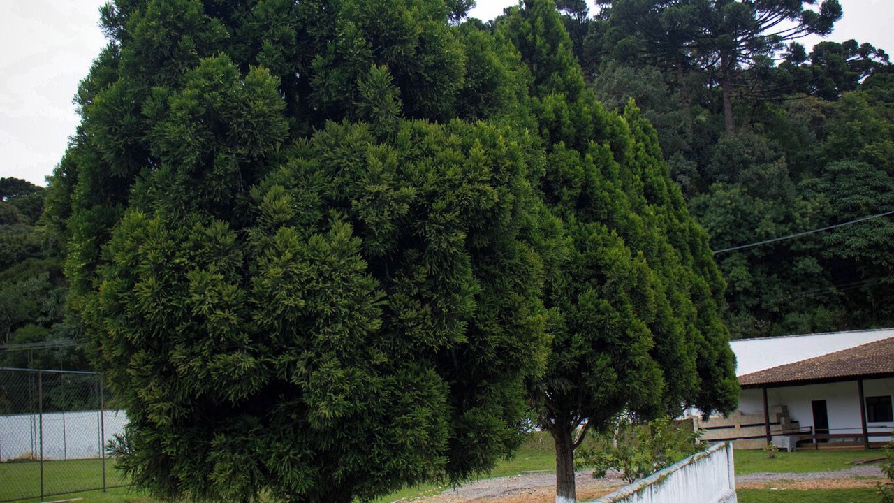 Photo of Outdoor in Quatro Barras