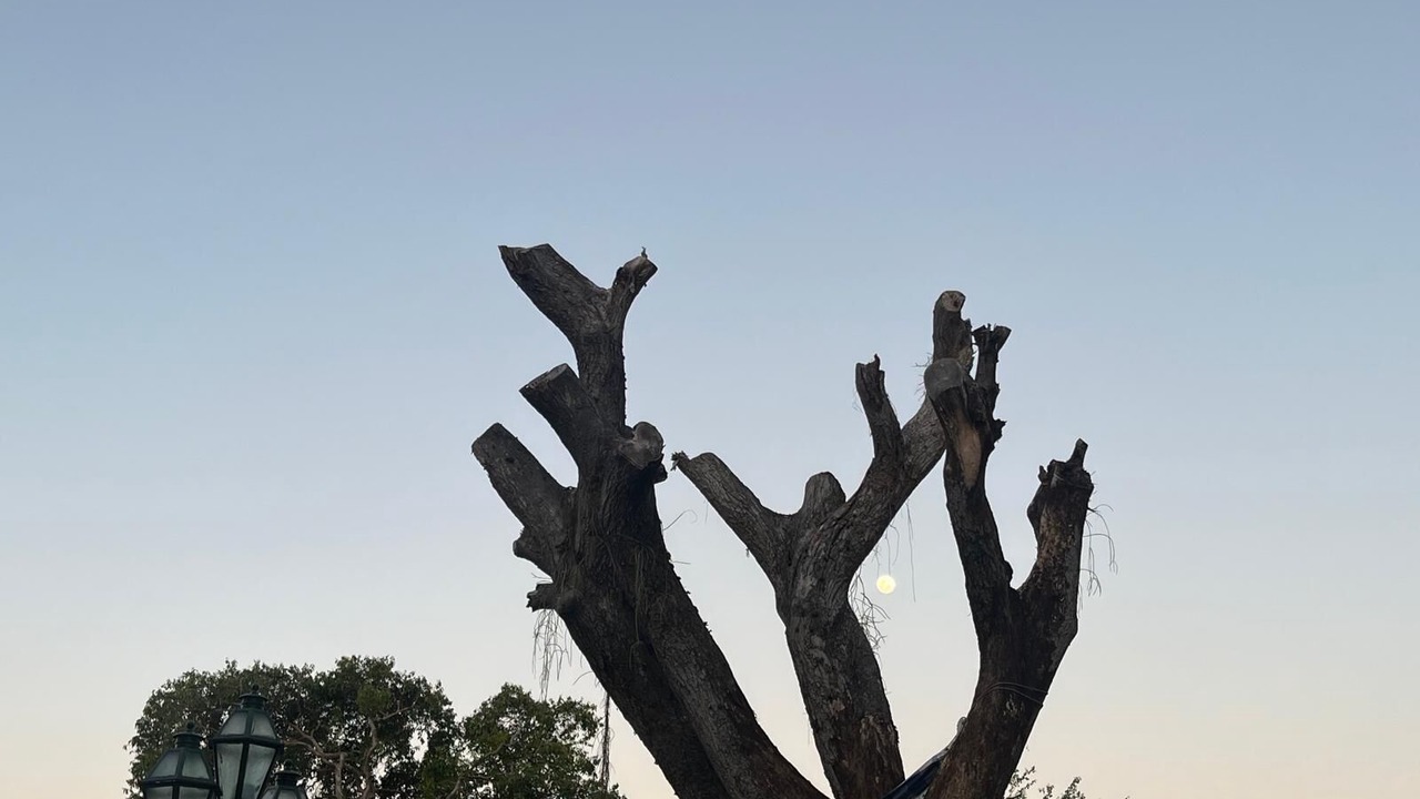 Photo of Outdoor in Santa Teresa