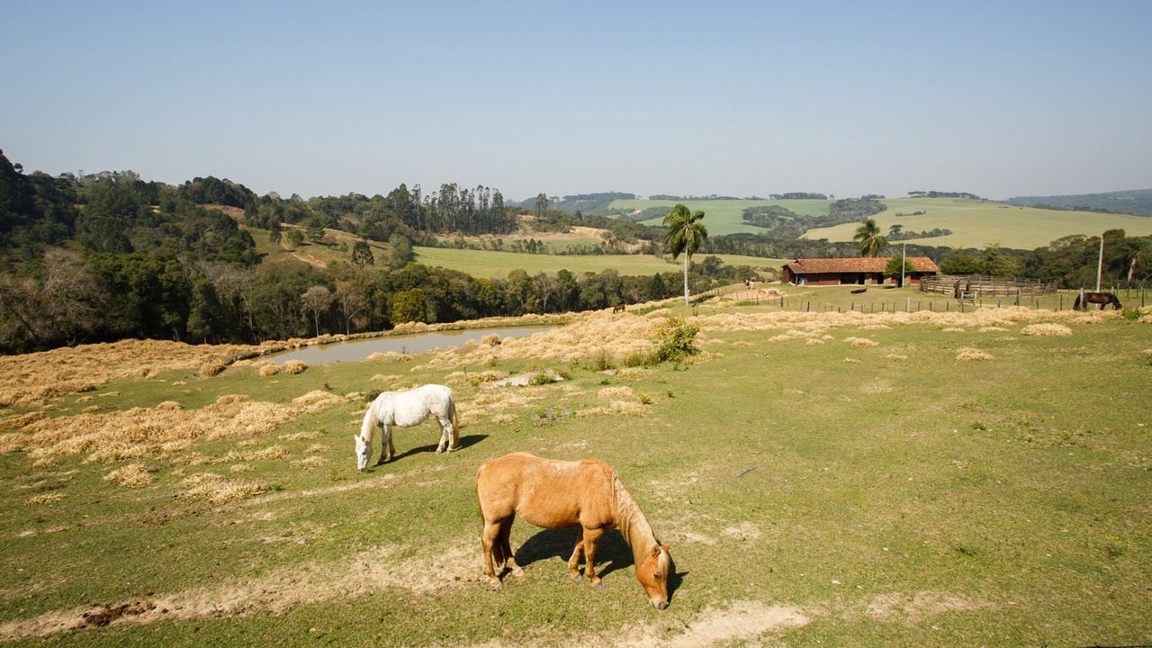 Photo of Others in Palmeira
