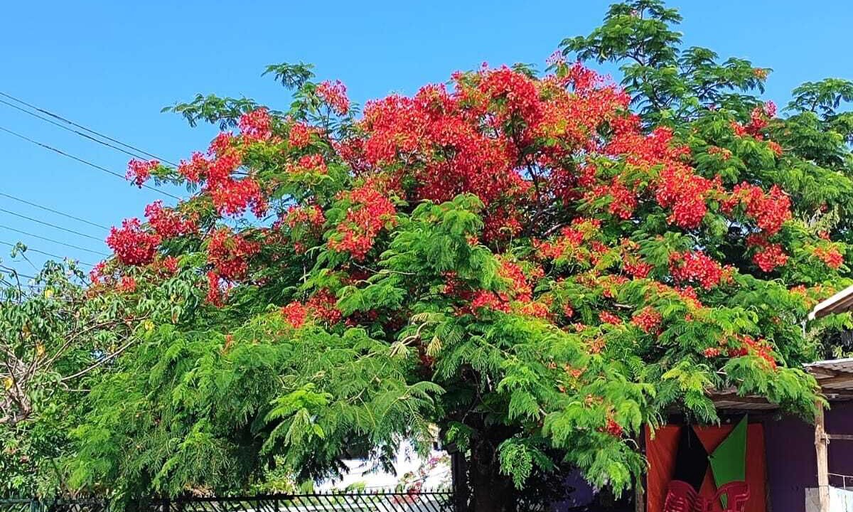 Photo of Outdoor in Aratuba