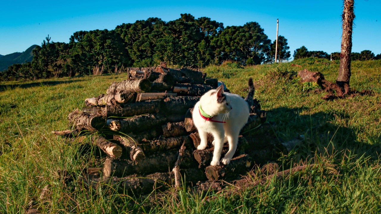 Photo of Others in Urubici
