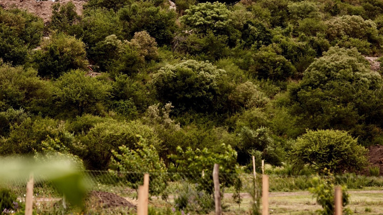Photo of Others in La Cumbre
