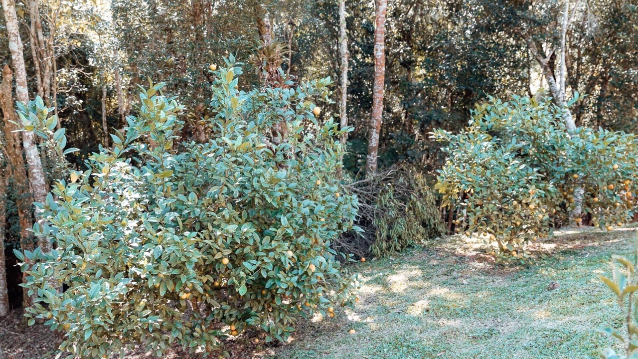 Photo of Outdoor in Rancho Queimado