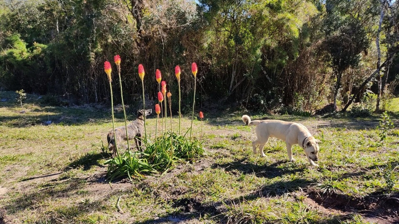 Photo of Outdoor in Rancho Queimado