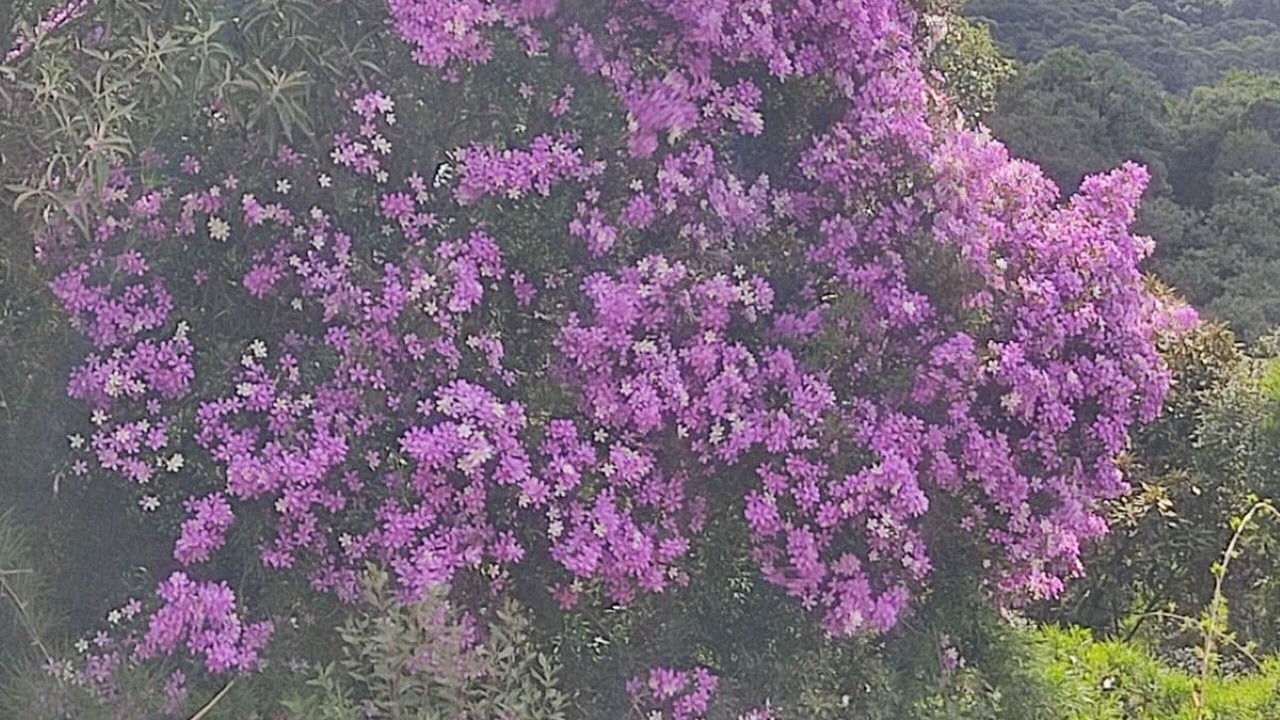 Photo of Outdoor in Rancho Queimado