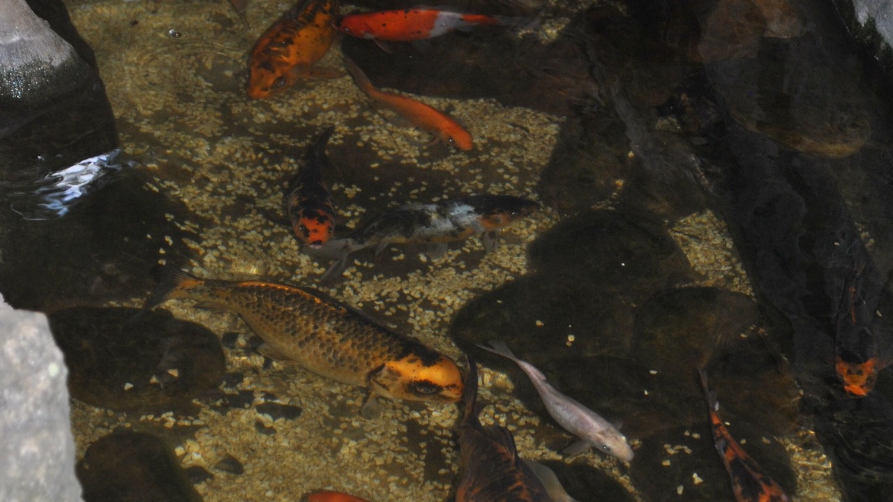 Photo of Outdoor in Jaguaribe