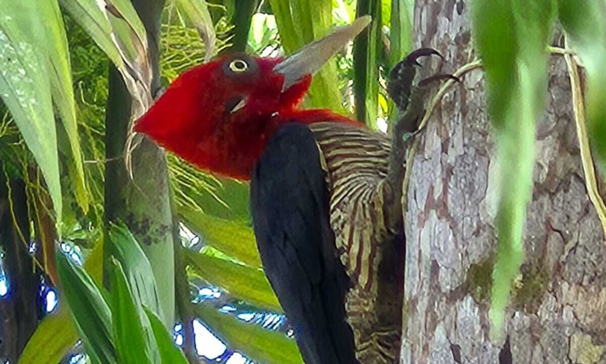 Photo of Others in Itamambuca