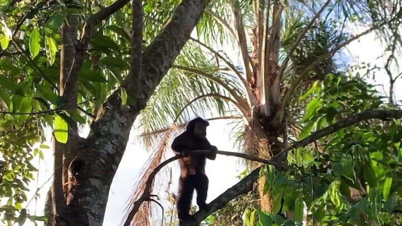 Photo of Others in Florianopolis