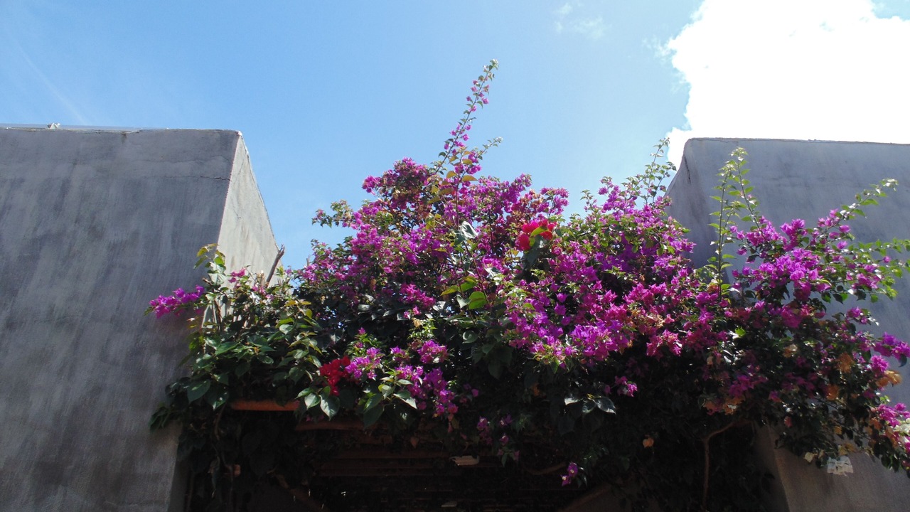 Photo of Outdoor in Sao Miguel dos Milagres