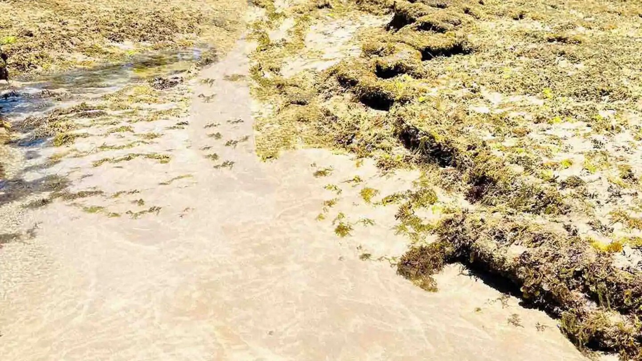 Photo of Others in Praia dos Carneiros
