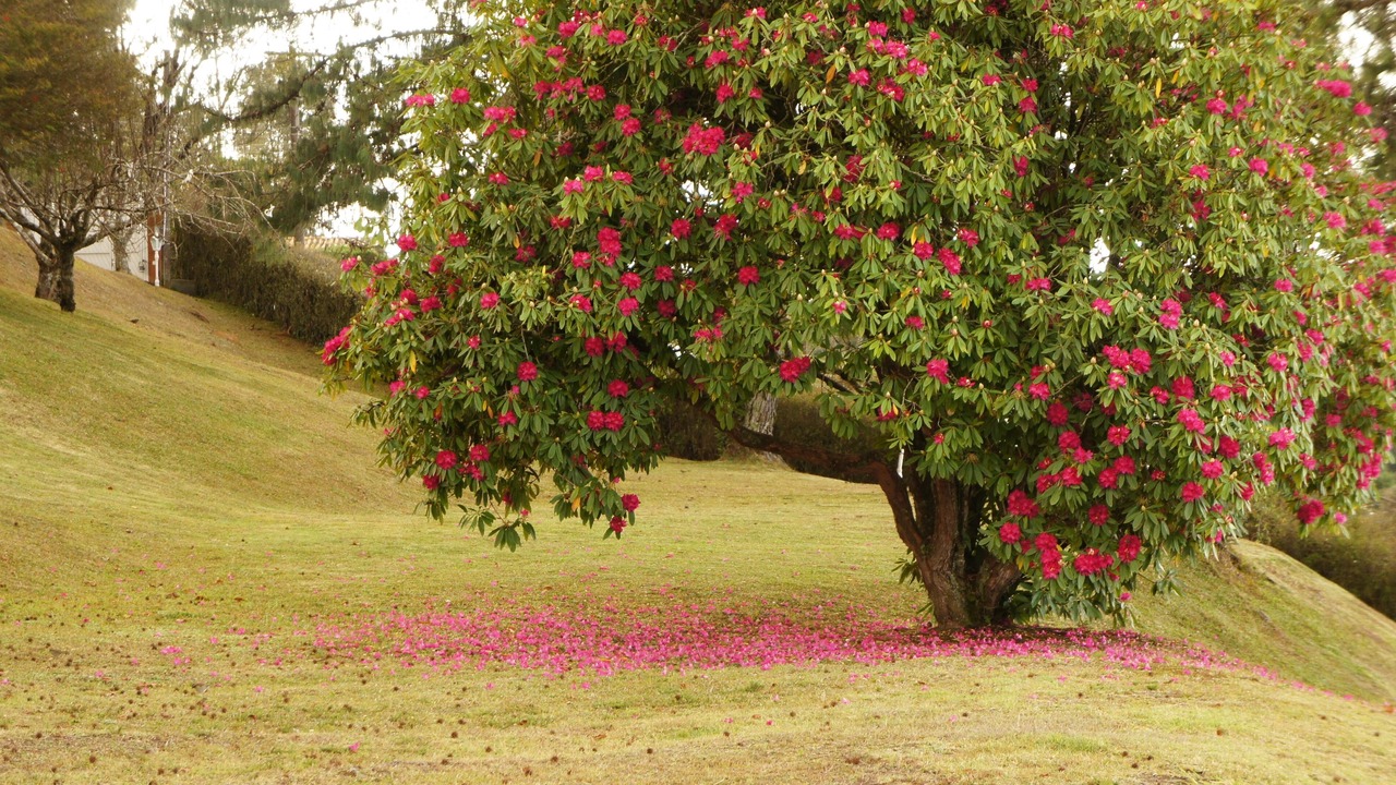 Photo of Outdoor in Vila Britania