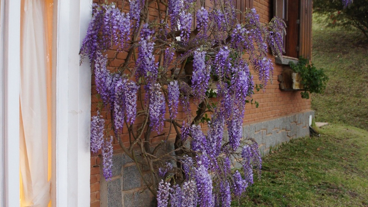 Photo of Outdoor in Vila Britania