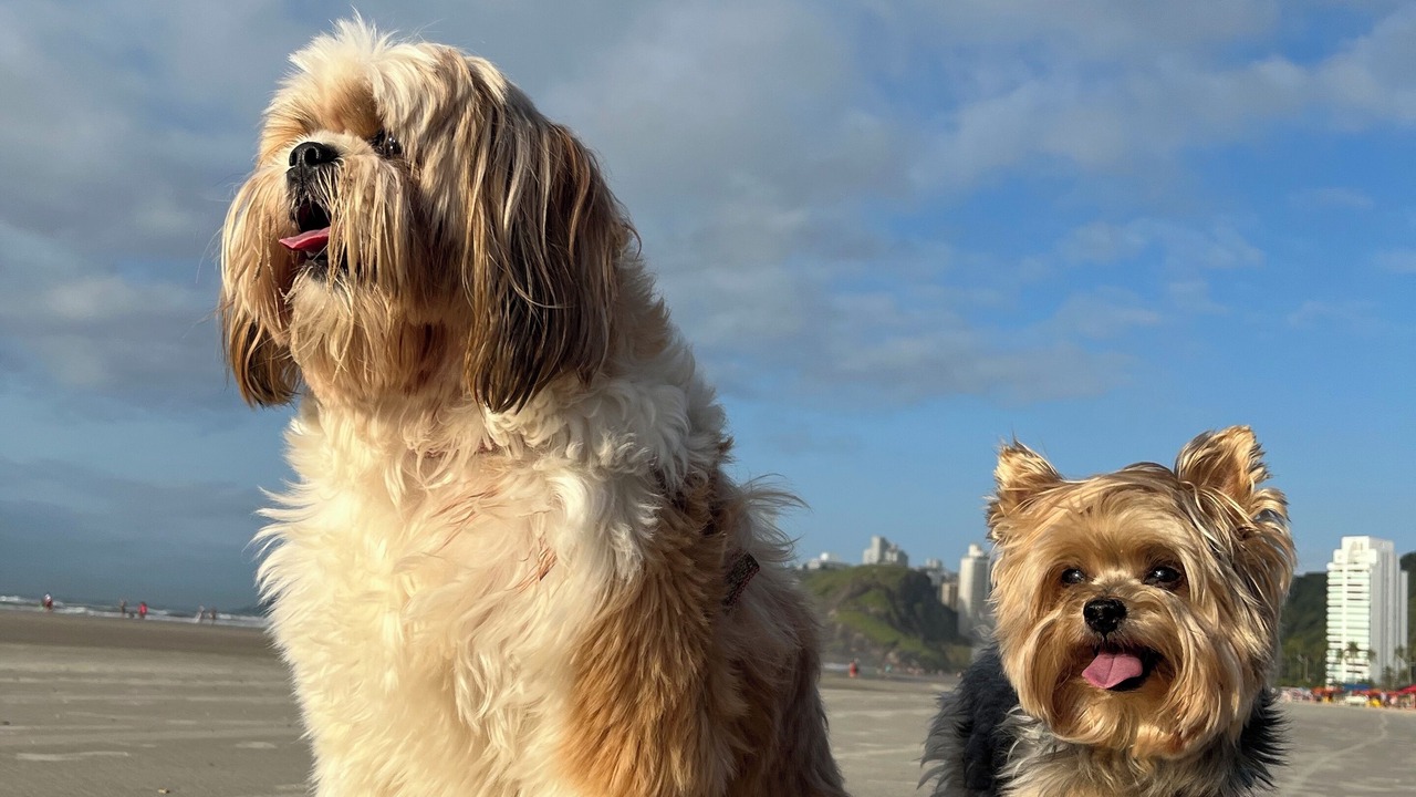 Photo of Others in Jardim Sao Miguel