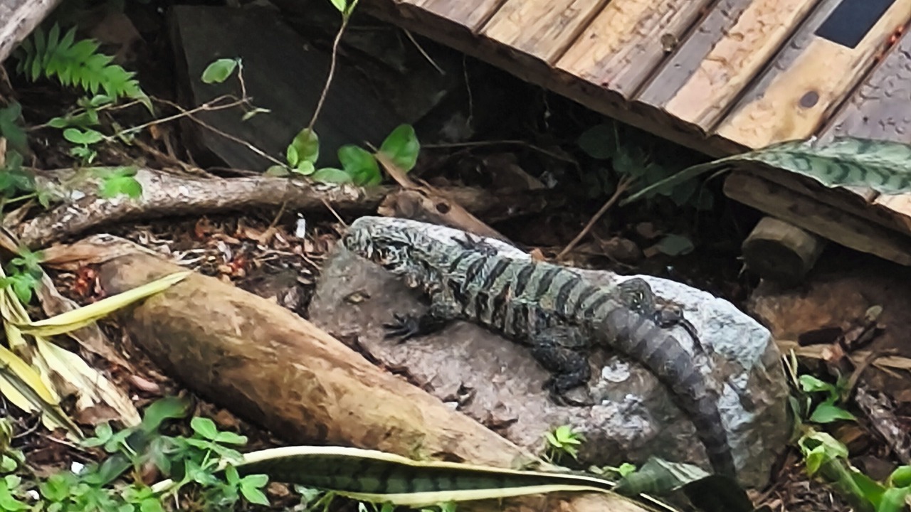 Photo of Others in Florianopolis