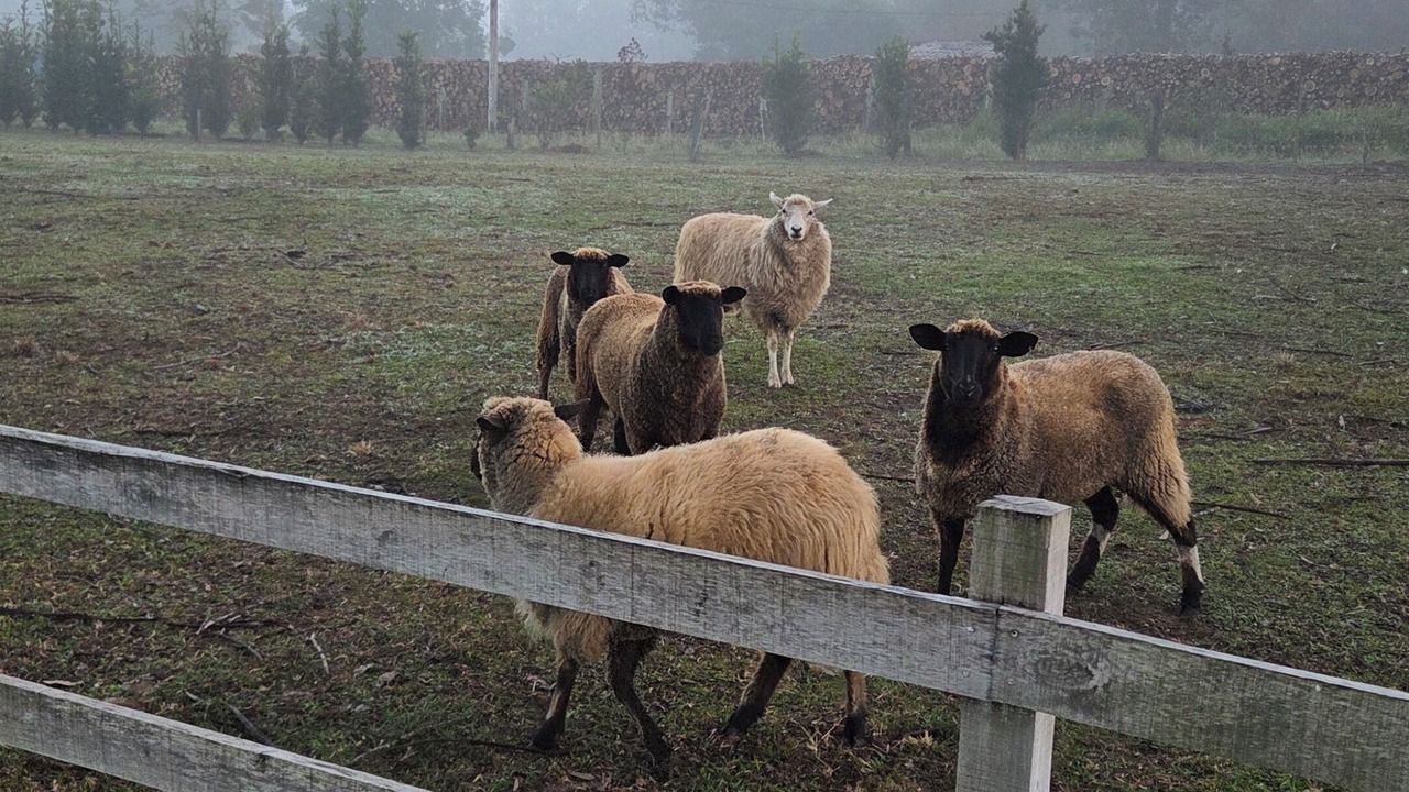 Photo of Others in Parobe