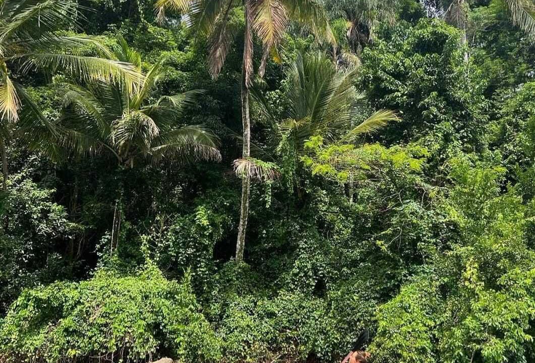 Photo of Others in Ilha Grande