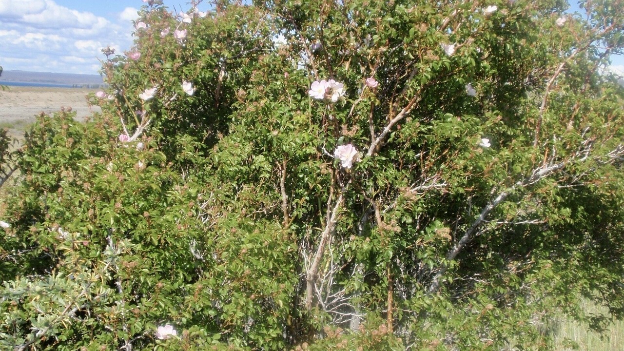 Photo of Others in Los Antiguos