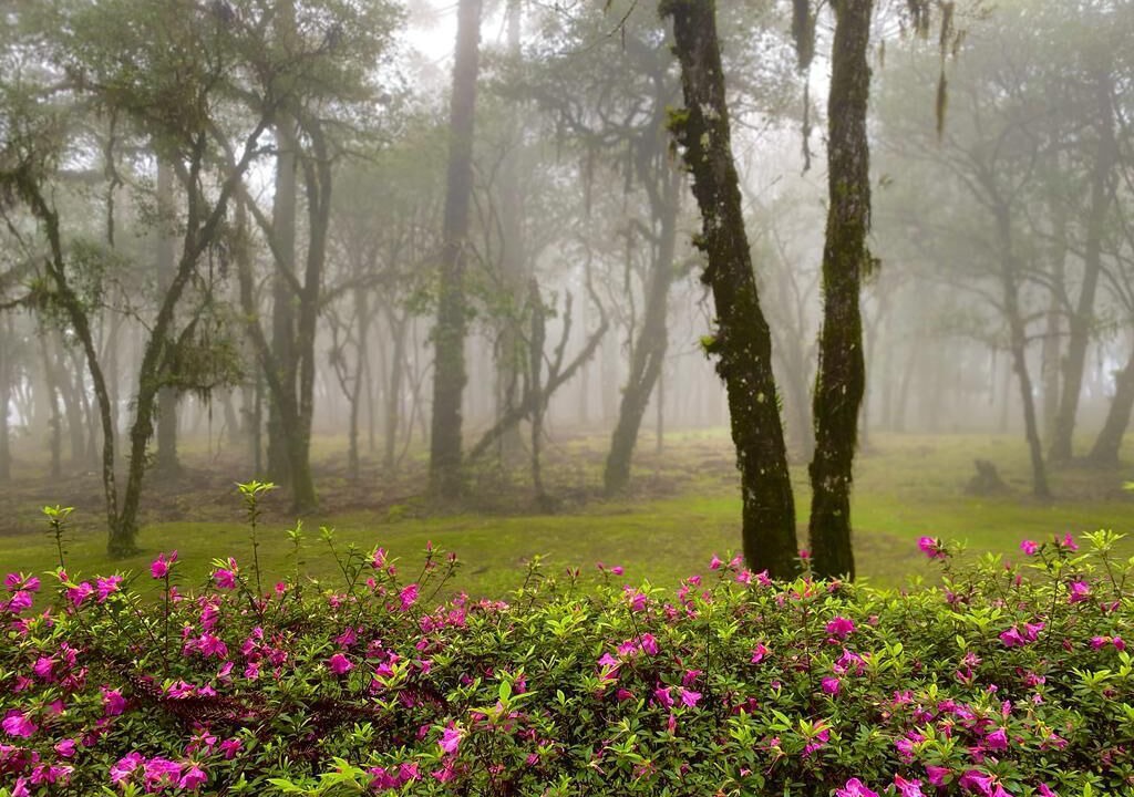 Photo of Outdoor in Canela