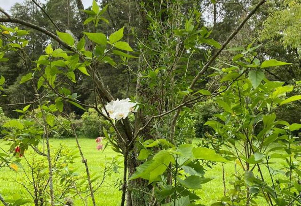 Photo of Outdoor in Sarapui