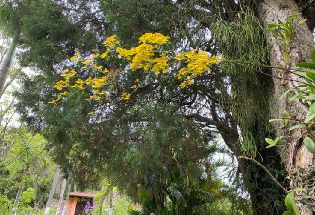 Photo of Outdoor in Sarapui