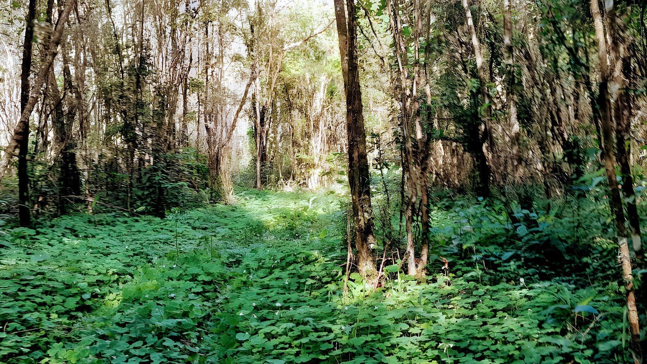 Photo of Others in Obera