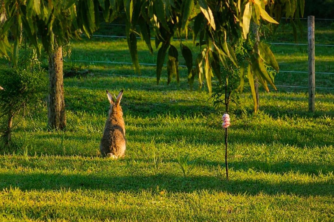 Photo of Others in Chascomus