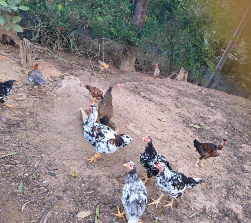 Photo of Others in Juatuba