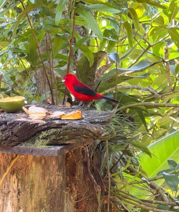 Photo of Others in Trindade