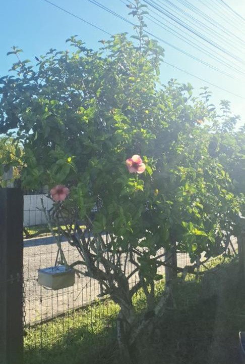 Photo of Outdoor in Florianopolis