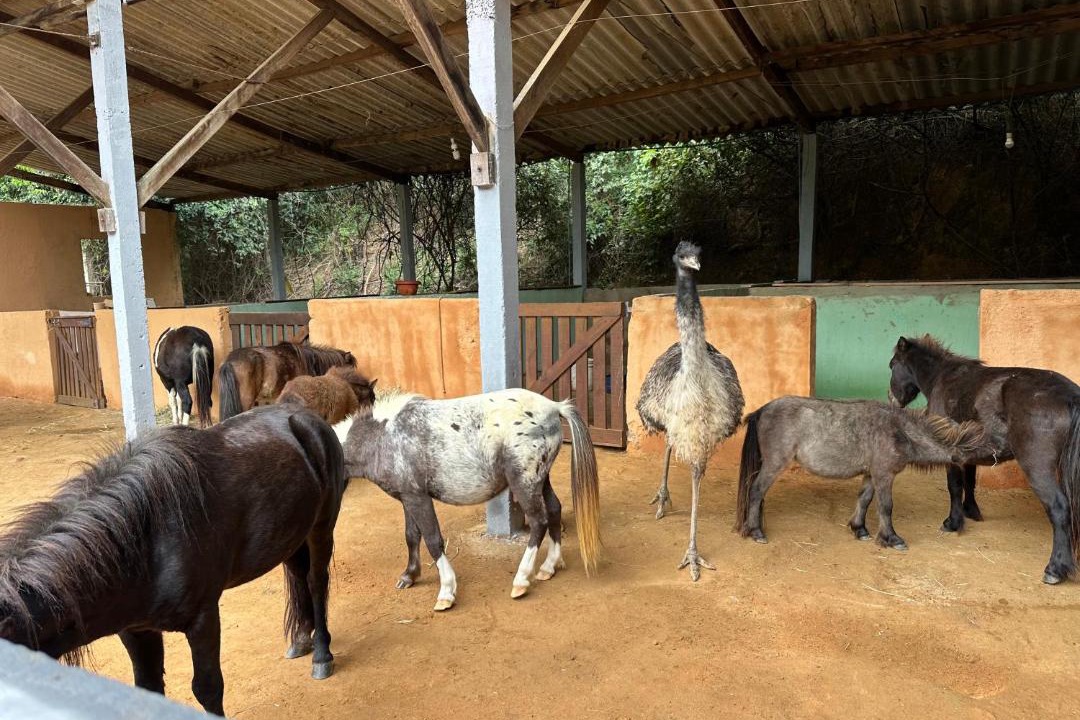 Photo of Others in Monte Alegre do Sul