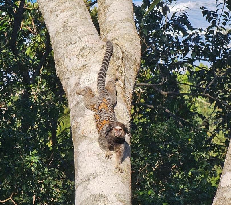 Photo of Others in Rio das Pacas